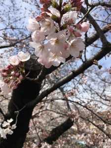 大島町さくら329