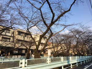 大島町さくらの木