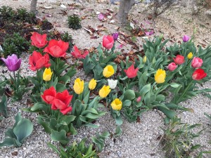 チューリッププ