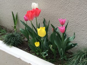 覚王山チューリップ