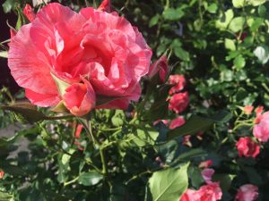 エントランス薔薇ズーム