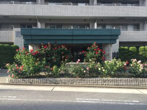 エントランス薔薇