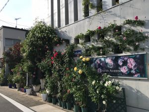 薔薇専門店２