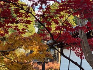 紅葉を見に行きました