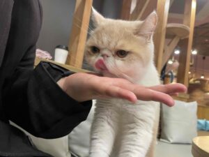 人生初猫cafe🐈