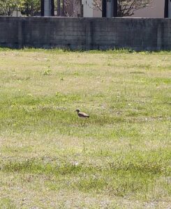 バードウォッチング!!